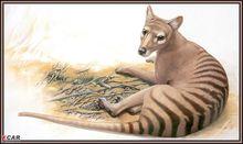 澳洲袋狼形態圖