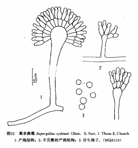 聚多麴黴