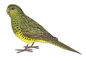 Night parrot