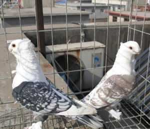 東方觀賞鳥養殖場