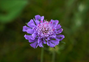 華北藍盆花