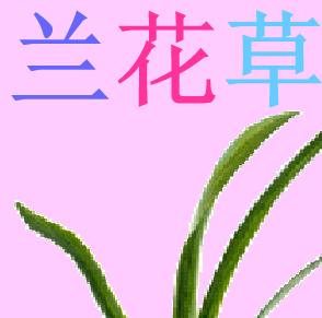 《蘭花草》