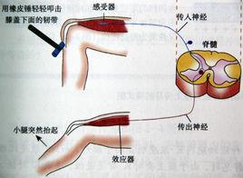 膝跳反射