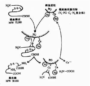 凝血酶原時間