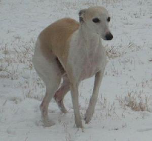 惠比特犬