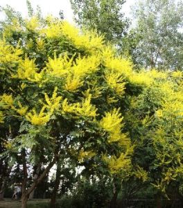 蔣震植物園