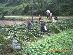 金子山鄉