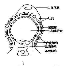 薄腎小球基底膜病