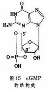 cGMP[化學物質]