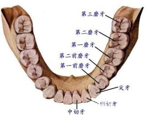 磨牙症