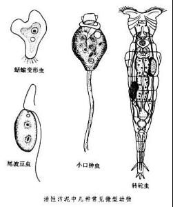 水生微型動物