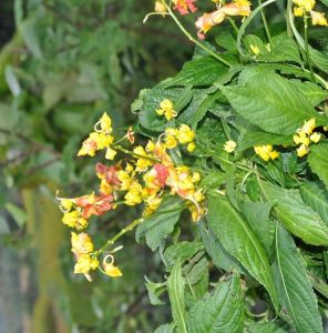 齒瓣鳳仙花