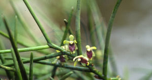 小花釵子股