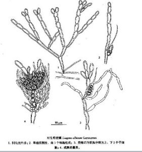 對生粉枝藻