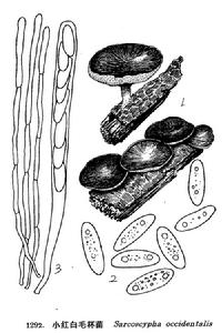 黃白毛釘菌