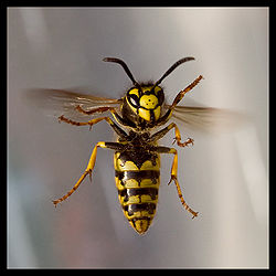 德國黃胡蜂（Vespula germanica）