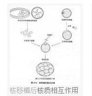 核質關係