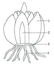 萌發期的百合鱗莖
