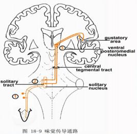 味覺通路