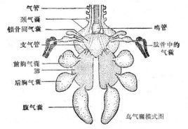 嗉囊