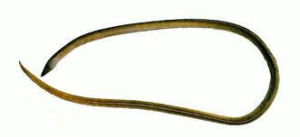 長尾鞭鰻