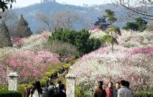 南京梅花山梅花景色