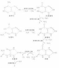 分解生物