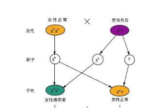 遺傳