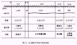 操縱基因