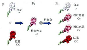 不完全顯性