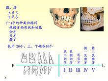 牙的分類和排列1