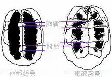 赫曼陸龜