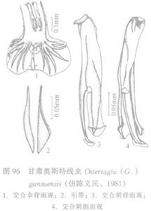 甘肅奧斯特線蟲