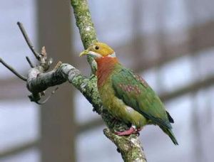 粉斑果鳩