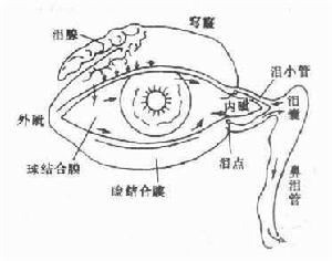 環戊丙酸雌二醇