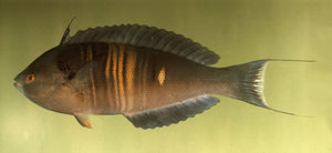 橘紋擬盔魚