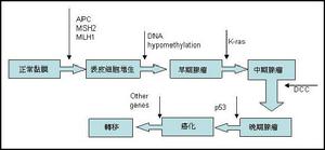 APC[腫瘤抑制基因APC]