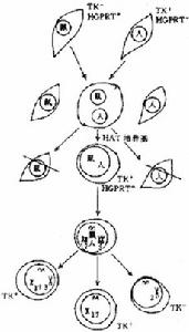 體細胞雜交