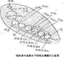 呼出性鹼中毒