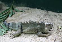 拍攝於曼谷野生動物園