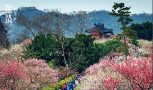 梅花山[南京梅花山]