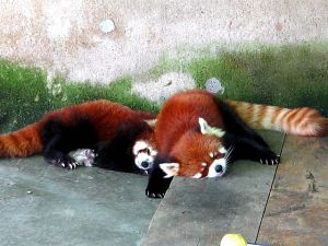 徐州彭園動物園——小熊貓