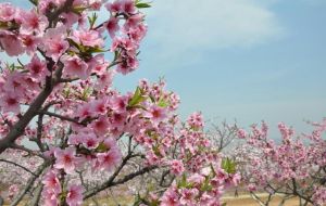 中華地桃花