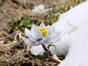 白色雪蓮花圖片