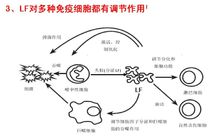 乳鐵蛋白對免疫細胞有調節作用