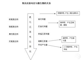 生物微電位