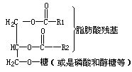 甘油糖脂