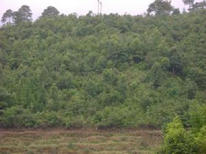 茶園自然村[雲南省臨翔區邦東鄉下轄村]