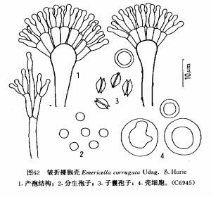 皺摺裸胞殼