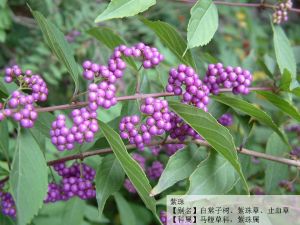 紫珠Callicarpa bodinieri Levl.